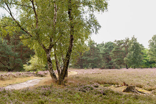 Trail, birches, pines, heather and a tree stump in Fischbeker Heath in Hamburg, Germany.