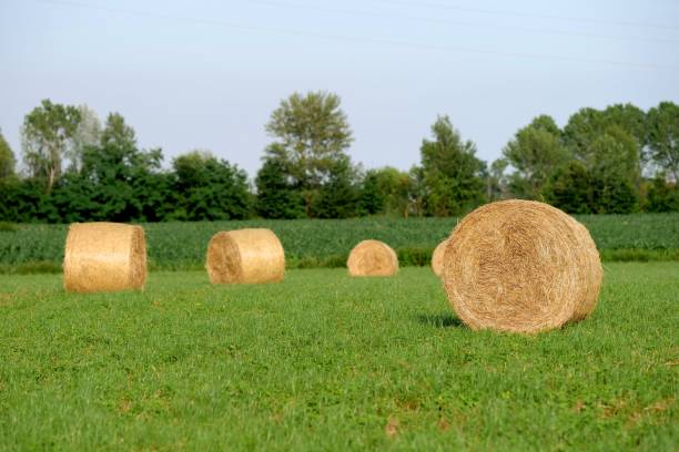 istock Haystack in field of Italy 1001476584