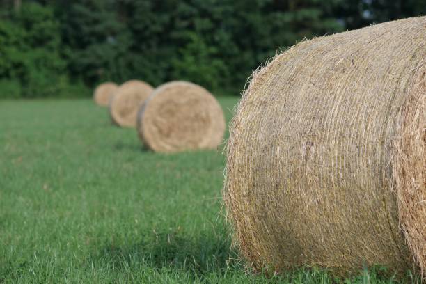 istock Haystack in field of Italy 1001476616