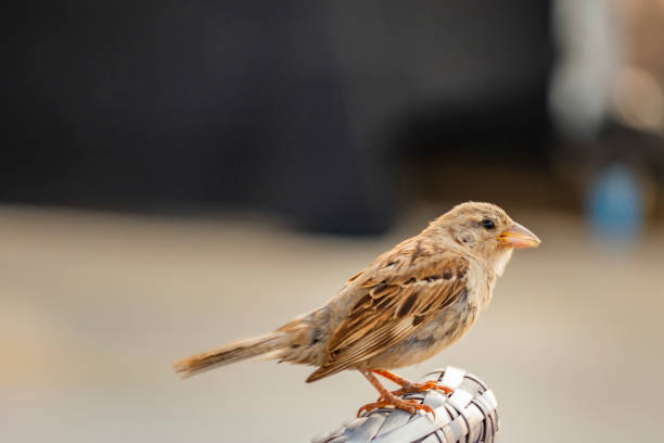 istock little sparrow in the nature 1001476966