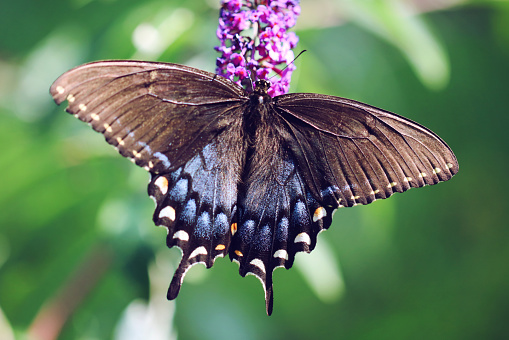A spicebush swallowtail butterfly on a purple flower.