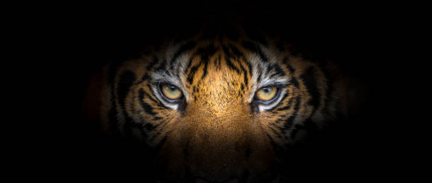 Tiger face on black background stock photo