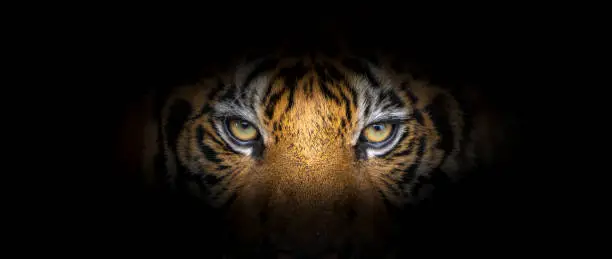 Photo of Tiger face on black background