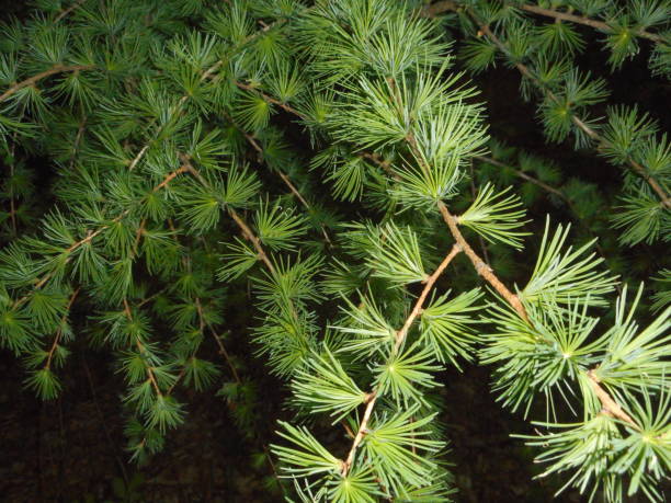 fresh branch of a larch tree in spring