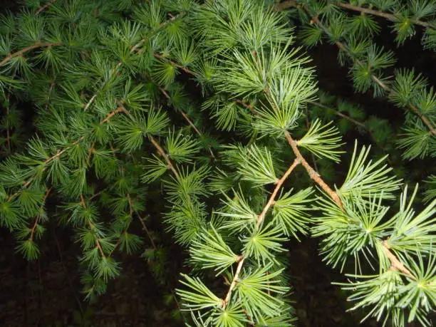 spring larch tree green forest