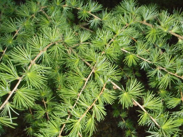 istock fresh branch of a larch tree in spring 1001486326
