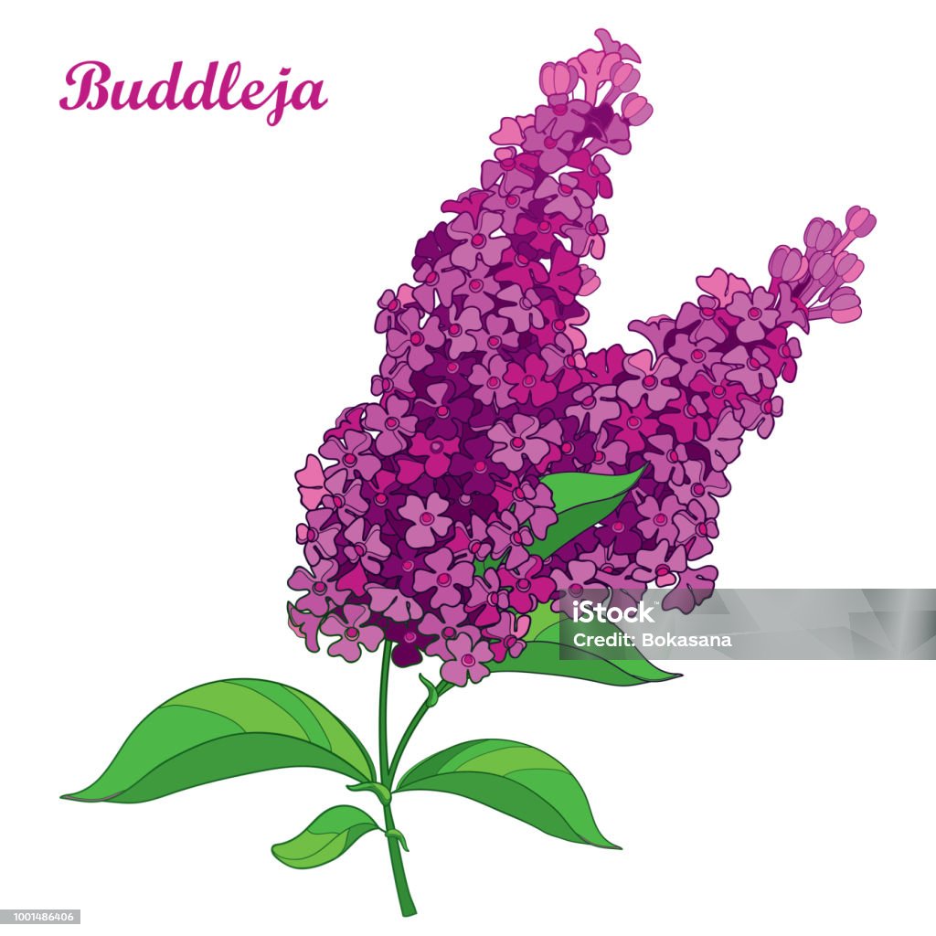 Vector branch with outline pink Buddleja or butterfly bush flower bunch and ornate leaf isolated on white background. Vector branch with outline pink Buddleja or butterfly bush flower bunch and ornate leaf isolated on white background. Blooming plant Buddleja in contour style for summer design. Buddleia stock vector
