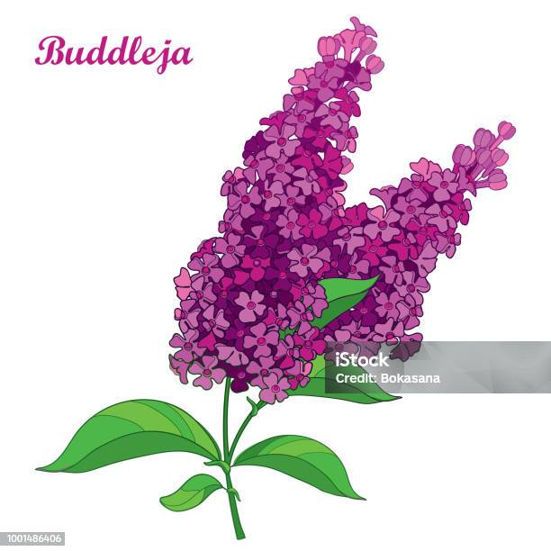 Vector Branch With Outline Pink Buddleja Or Butterfly Bush Flower Bunch And Ornate Leaf Isolated On White Background Stock Illustration - Download Image Now