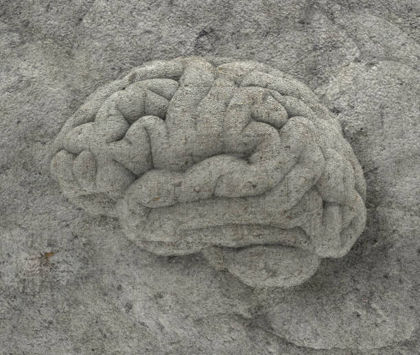 3d brain relief on stone illustration - unintelligent imagens e fotografias de stock