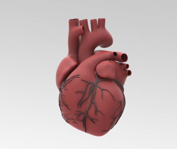 istock Human heart and vein in rubber material illustration 1001487194