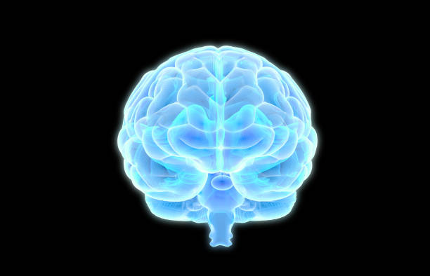 human brain scan imaging on black bg - frontal lobe imagens e fotografias de stock