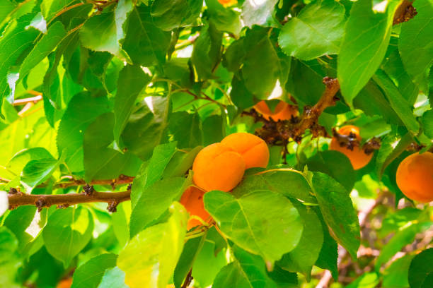 istock ripe yellow apricots on a branch with green foliage 1001490926
