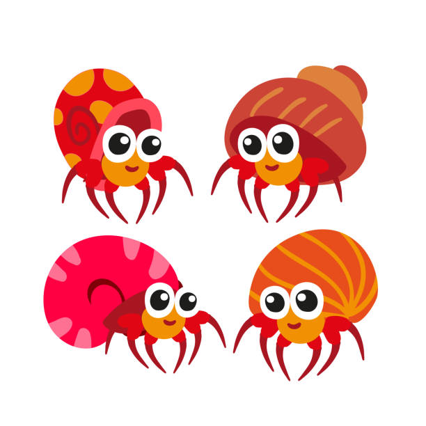 hermit crab vector collection design hermit crab vector collection design hermit crab stock illustrations