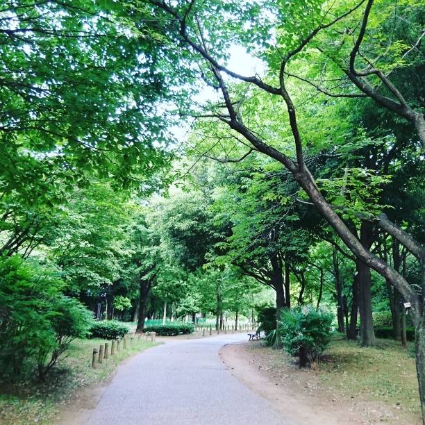 istock Autumn park in autumn 1001491362