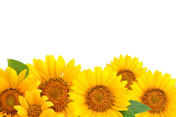 Frame of sunflowers on a white background. Background with copy space. Top view.