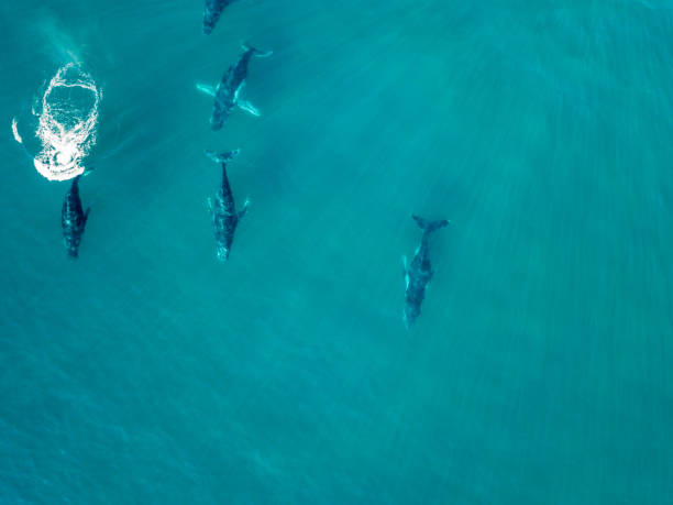 istock Humpback whales from the air 1001500346