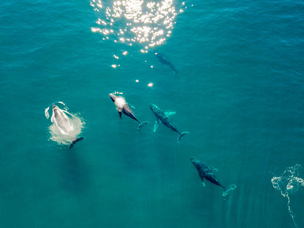 Humpback whales from the air
