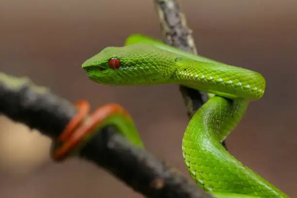 Photo of Green Pit Viper dangerous snake in Thailand and Southeast Asia.