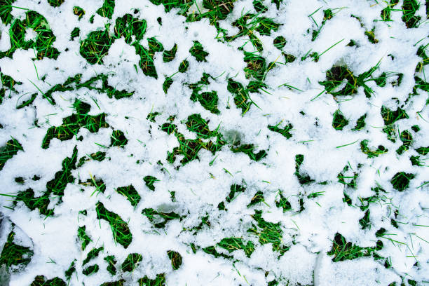 istock Nature background. First snow on the green grass, top view, flat 1001502246