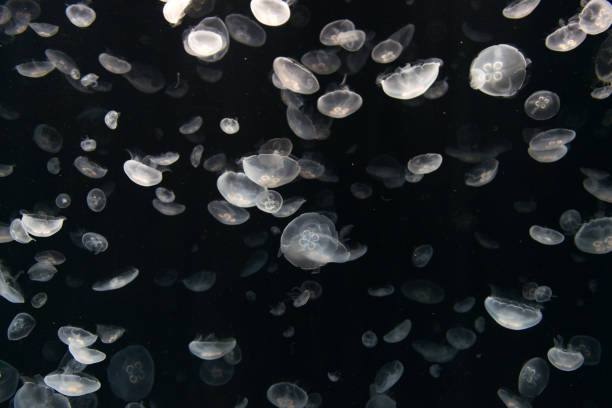 istock Jellyfish or Rhizostoma pulmo floating in aquarium 1001502664