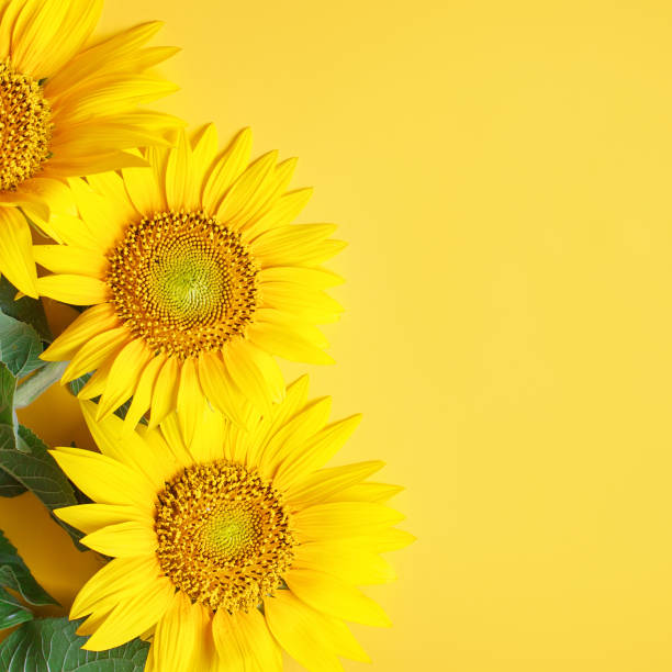 istock Beautiful sunflowers on yellow background.View from above. Background with copy space 1001502732
