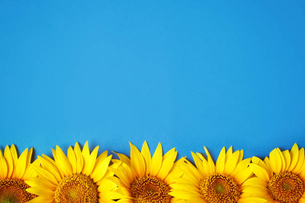 istock Beautiful sunflowers on blue background. View from above. Background with copy space 1001502778