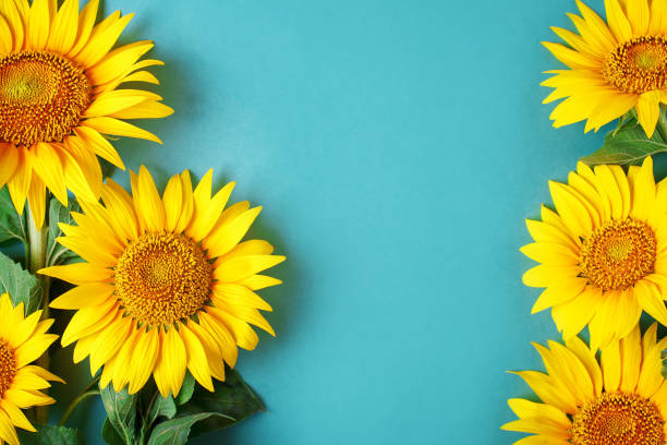 istock Beautiful sunflowers on blue background. View from above. Background with copy space 1001502832