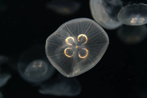 istock Jellyfish or Rhizostoma pulmo floating in aquarium 1001503076