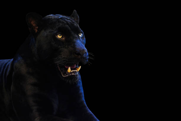 istock Panther with on a black background space for font 1001506284