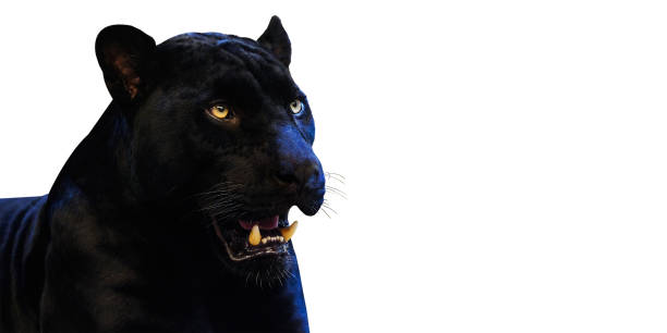 istock Panther with on a white background space for font 1001506288