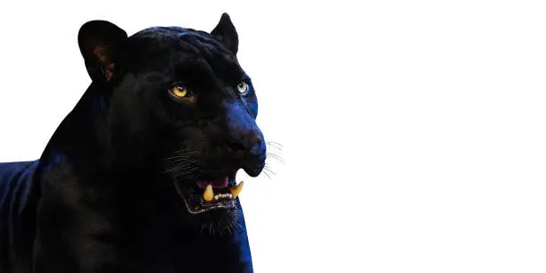 Photo of Panther with on a white background space for font