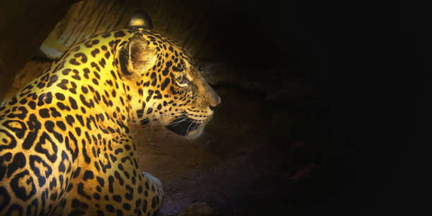istock Leopard with morning sunset Sit on the floor Space for font 1001506292