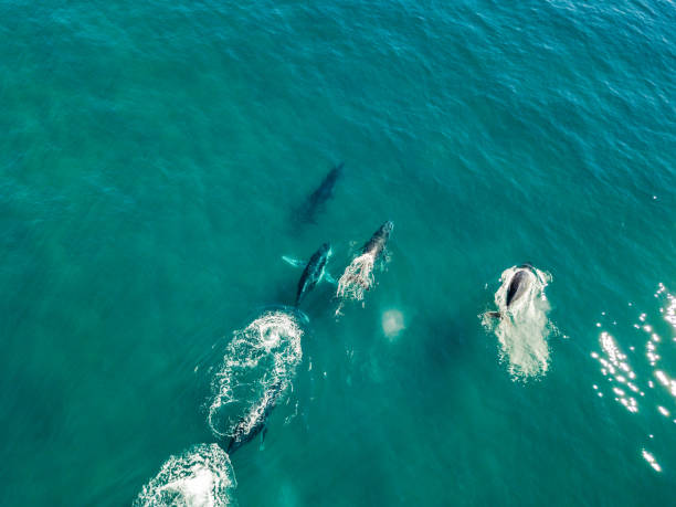 istock Humpback whales from the air 1001506744