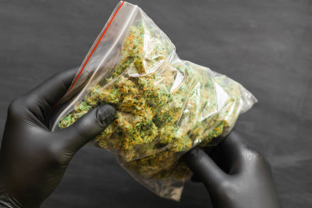istock Big Package weed in hand .A lot of marijuana Package with weed 1001509760