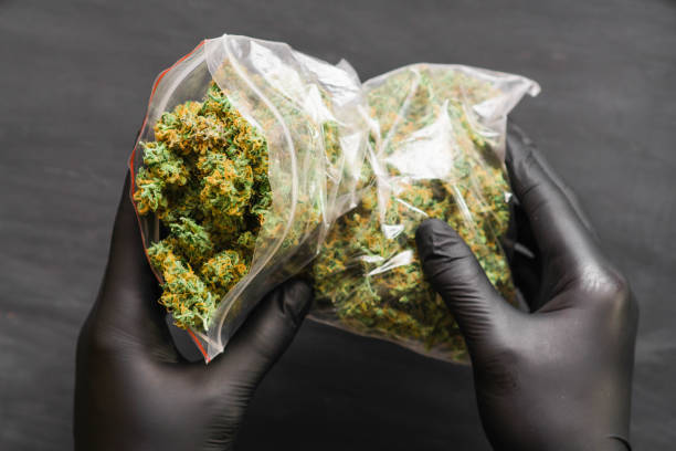 istock Large Package marijuana Package with weed and fresh buds of cannabis 1001509848