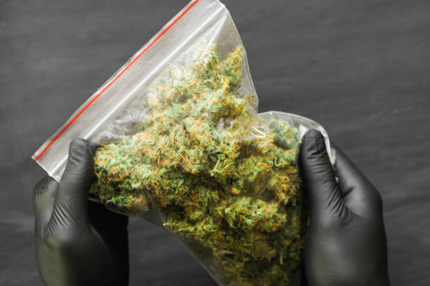 istock Large Package of cannabis many weed. Copy spase Copy-space joint fresh green buds 1001509912
