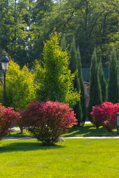 A harmonious combination of colors in the park with different kinds of planting shrubs and trees in a greened green lawn