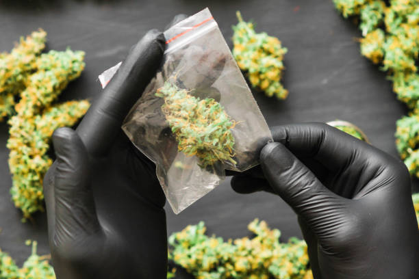 istock Package weed in hand .A lot of marijuana Package with weed 1001510308