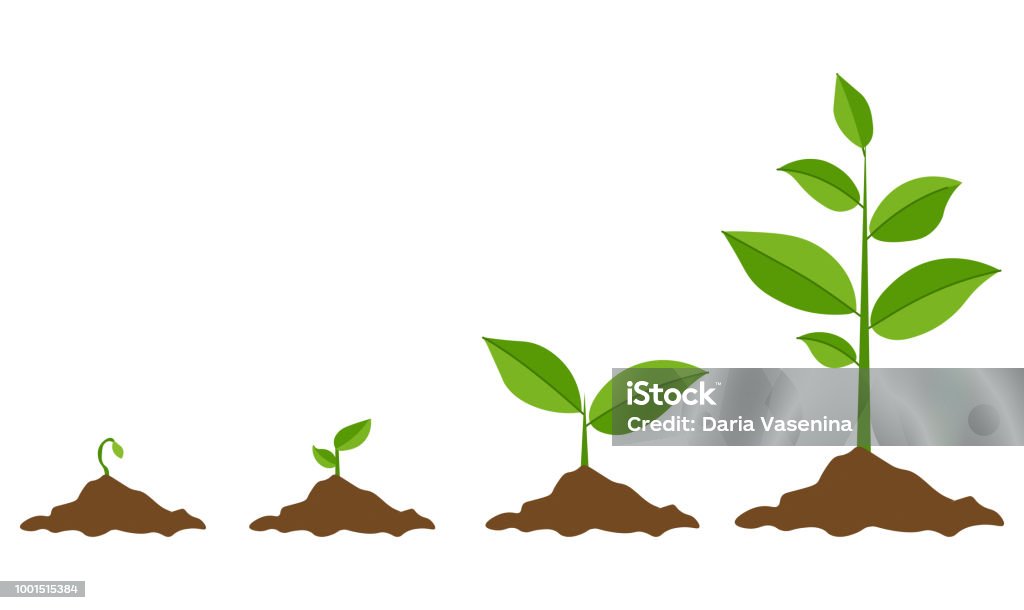 Green Sprout Set, Vector Illustration Phases plant growing. Planting tree infographic. Evolution concept. Sprout, plant, tree growing agriculture icons. Vector illustration in flat style Plant stock vector