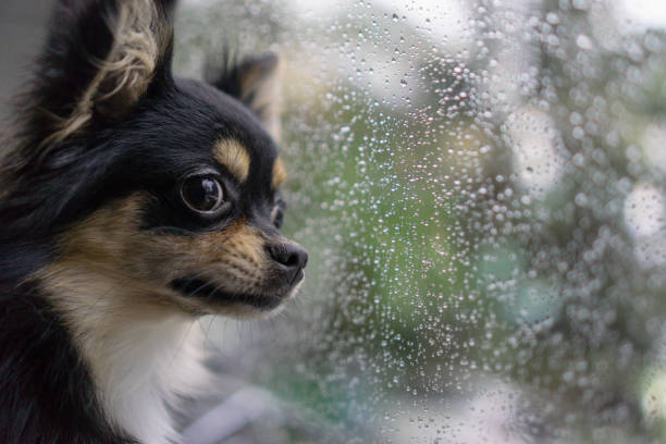 istock black chihuahua dog looked out the window while it was raining. 1001530372