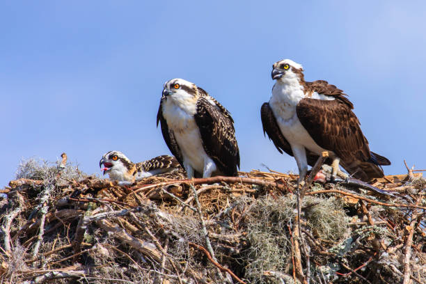 Osprey Family in a nest under a clear blue sky.