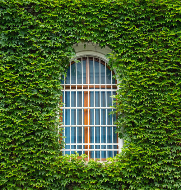 istock Ivy on the wall and window. Concept and idea for background 1001556626