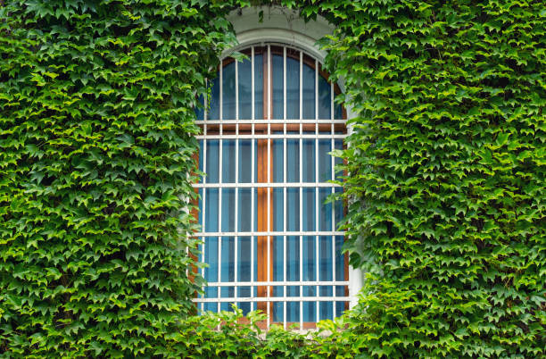 istock Ivy on the wall and window. Concept and idea for background 1001556946