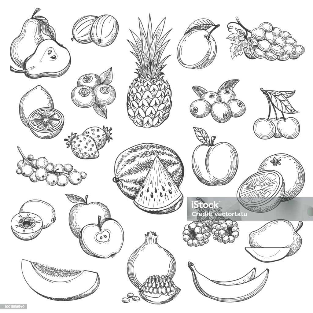 Vintage fruit sketch Vintage fruit sketch. Hand drawn fruits icon set, fresh pear and orange, strawberries and pineapple drawing sketch retro vector Fruit stock vector