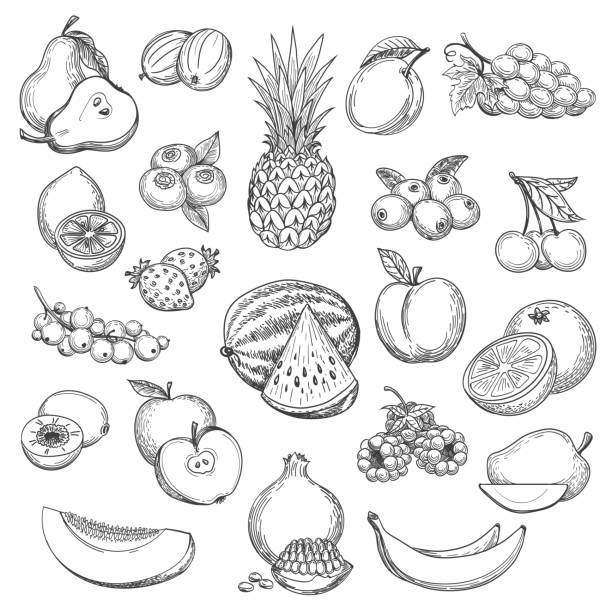 Vintage fruit sketch Vintage fruit sketch. Hand drawn fruits icon set, fresh pear and orange, strawberries and pineapple drawing sketch retro vector ruit stock illustrations