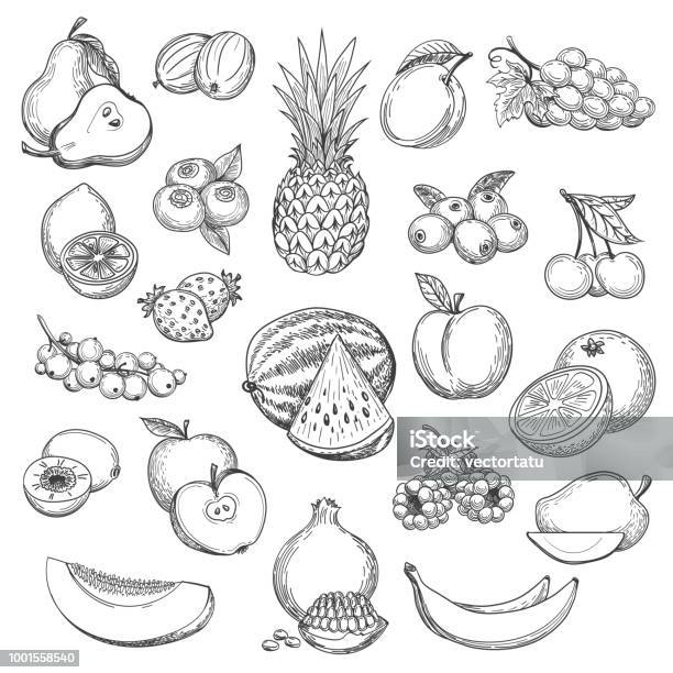 Vintage Fruit Sketch Stock Illustration - Download Image Now - Fruit, Illustration, Apple - Fruit