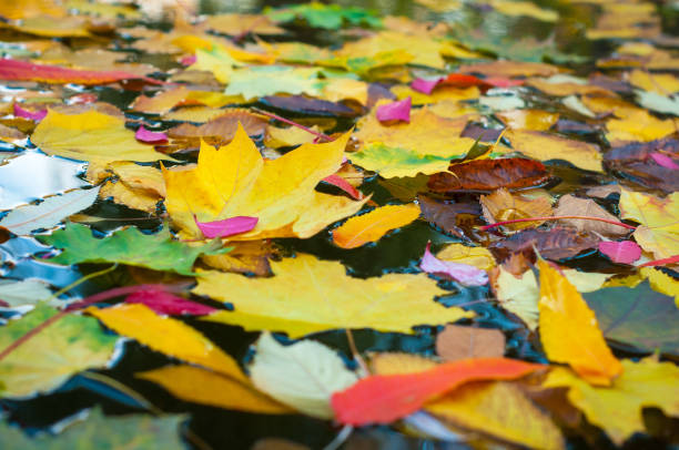 istock Colorful autumn leaves on blue water surface. 1001560650