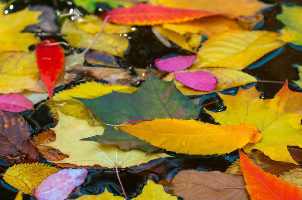 istock Colorful autumn leaves on blue water surface. 1001562694