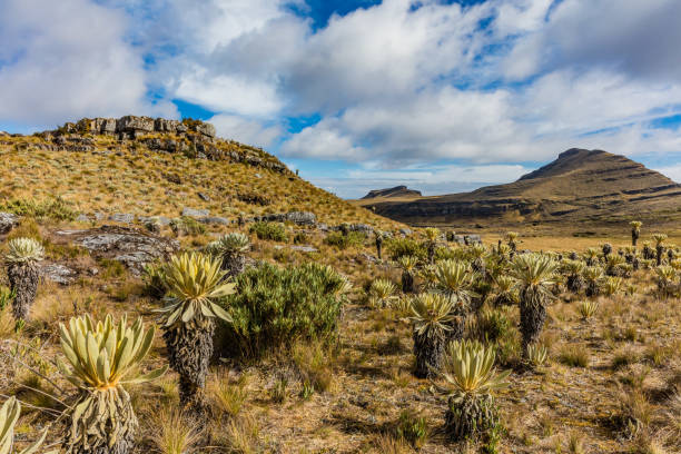 istock Paramo de Oceta Espeletia Frailejones Mongui Boyaca Colombia 1001563354
