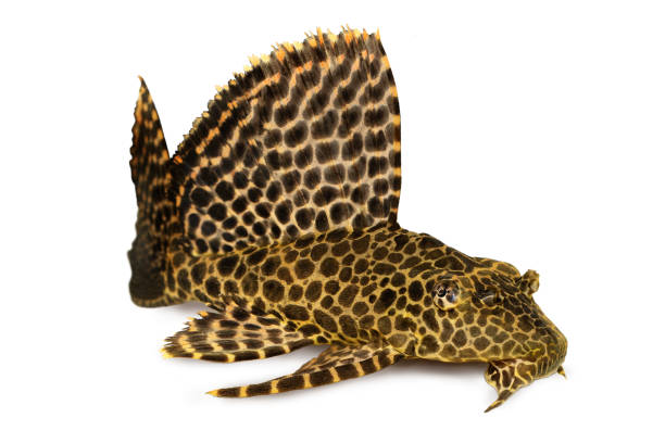poissons de pleco aquarium de sailfin pterygoplichthys gibbiceps de léopard. - ancistrus photos et images de collection